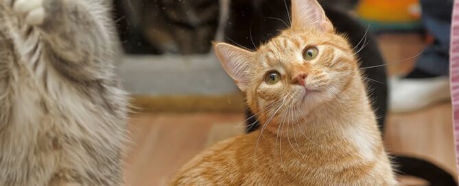 cat in animal shelter